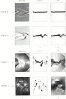 Figure 5a