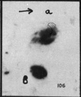 VV106
